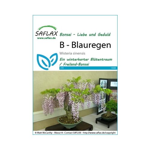 Saflax Bonsai - glicinija Cene