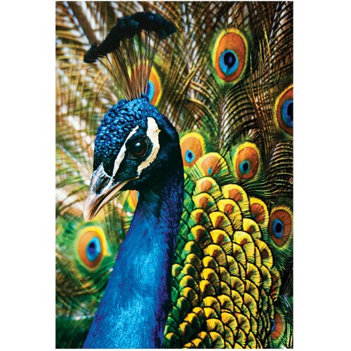  250 KOM COLORFUL NATURE 1 PEACOCK INTERDRUK Slike