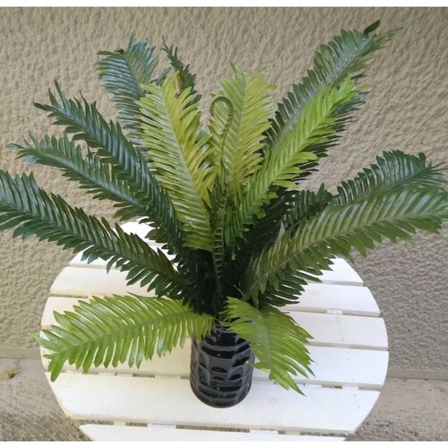  Buket cikas palme, precnik 53cm Slike