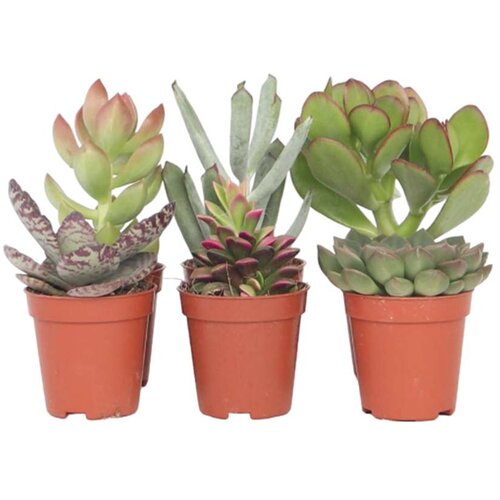 Plant in a Box mini sukulentna mešanica - 6 kos - succulent mix - višina 5-10cm - ⌀5,5cm, (21757904) Cene
