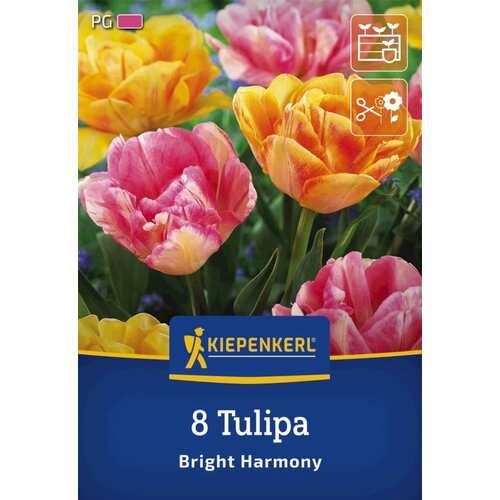 KIEPENKERL Tulipani "Mix Bright Harmony" - 8 k. Cene
