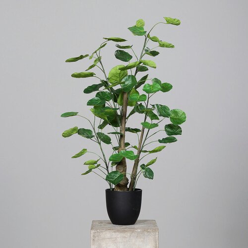 XXXL OKRASNA RASTLINA Cene
