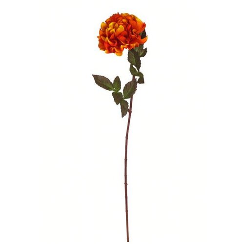  Rezano cvijeće dalia premium, 54 cm Cene
