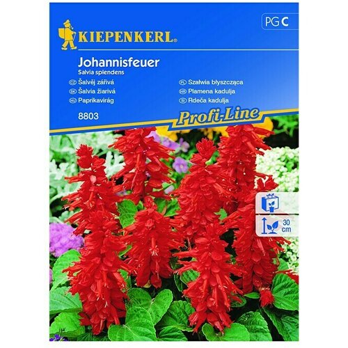 KIEPENKERL Profi-Line Sjeme cvijeća Paklena kadulja Johannisfeuer (Salvia splendens, Crvena) Cijene