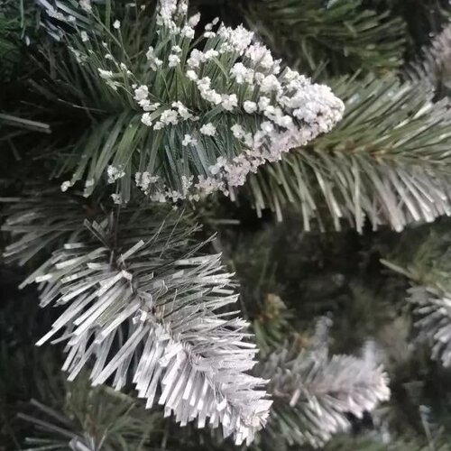  Božićna jelka 220 cm (jela) Slike