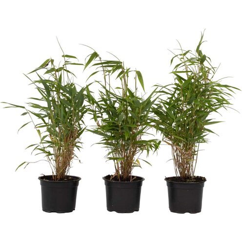 Plant in a Box bambus - 3 kos - fargesia rufa - višina 25-40cm - ⌀13cm, (21757293) Cene