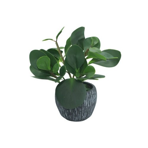 Dekordom Cvet u saksiji - peperomia hx0680 - n38 ( 024270 ) Cene