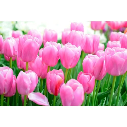 Royal De Ree Lukovica Lala, tulipan - Tulipa Pink Promise Mix 10/1 Slike