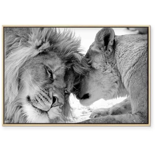  Slika - Lion\&amp;#039;s Love 90x60 U prirodnom drvenom okviru Slike