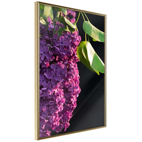  Poster - Violet May 40x60 Slike