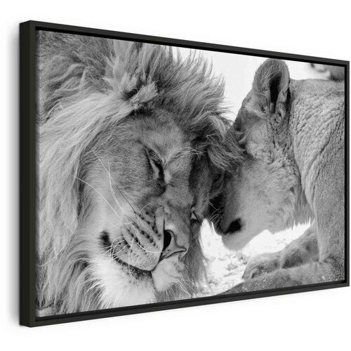  Slika - Lion\'s Love 120x80 U crnom drvenom okviru Cene