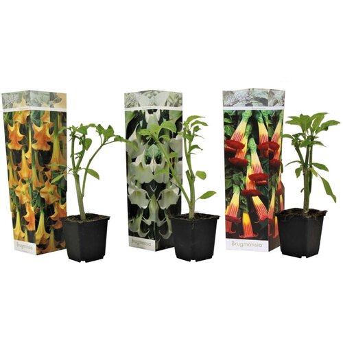 Plant in a Box kristavec - 3 kos - brugmansia - višina 25-40cm - ⌀9cm, (21778498) Cene