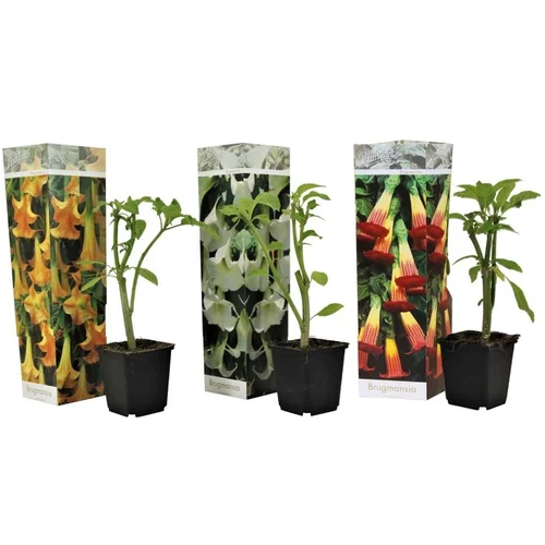 Plant in a Box Kristavec - 3 kos - Brugmansia - Višina 25-40cm - ⌀9cm, (21778498)