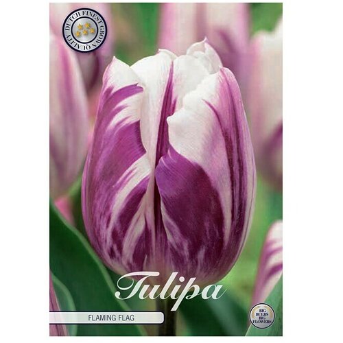  Cvjetne lukovice Tulipan Triumph Flaming Flag (Botanički opis: Tulipa, Ljubičaste boje) Slike