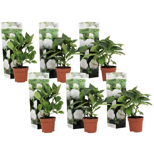 Plant in a Box hortenzija - 6 kos - hydrangea macrophylla 'wudu' - višina 25-40cm - ⌀9cm, (21757772) Cene