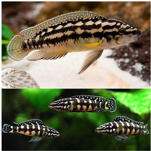 Akvarijum Centar julidochromis transcriptus Cene