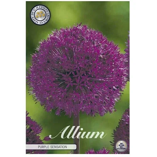  Cvjetne lukovice Luk ukrasni Allium Purple Sensation (Ljubičasta, Botanički opis: Allium)
