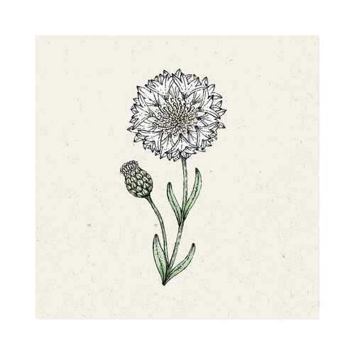 Jora Dahl Glavinec "White Ball" Cene