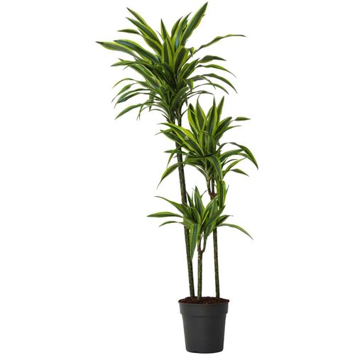 Plant in a Box dracena - dracaena 'lemon lime' - višina 130-140cm - ⌀24cm, (21758216) Cene