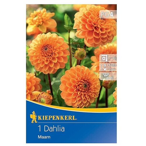 KIEPENKERL Lukovice proljetnog cvijeća Dalija Maarn (Dahlia x Hybrida, 1 Kom., Narančasta) Cijene
