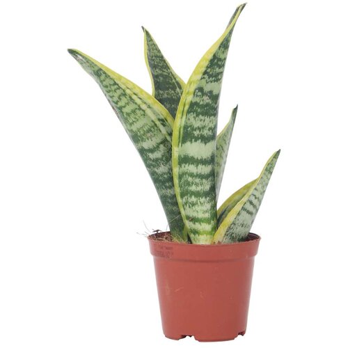 Plant in a Box taščin jezik - sanseviera trifasciata 'futura superba' - višina 35-40cm - ⌀12cm, (21757966) Cene