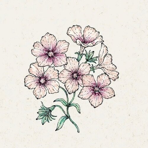  Phlox drummondii "Cr&egrave;me Br&ucirc;l&eacute;e" (Plamenka) - 1 pkt. Cene