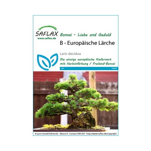 Saflax Bonsai - evropski macesen Cene