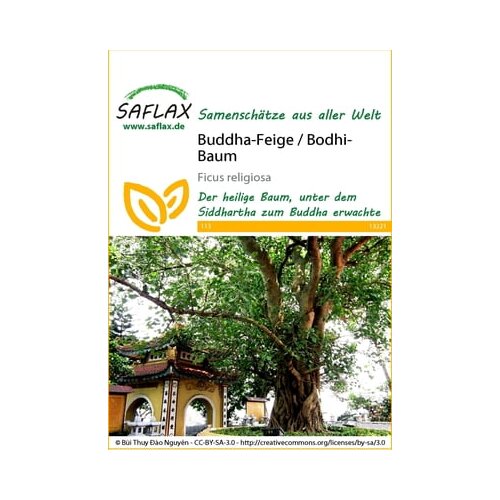 Saflax sveti figovec Cene