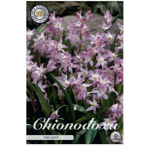  Cvjetne lukovice Chionodoxa Forbesii Pink Giant (Roza, Botanički opis: Chionodoxa) Cijene