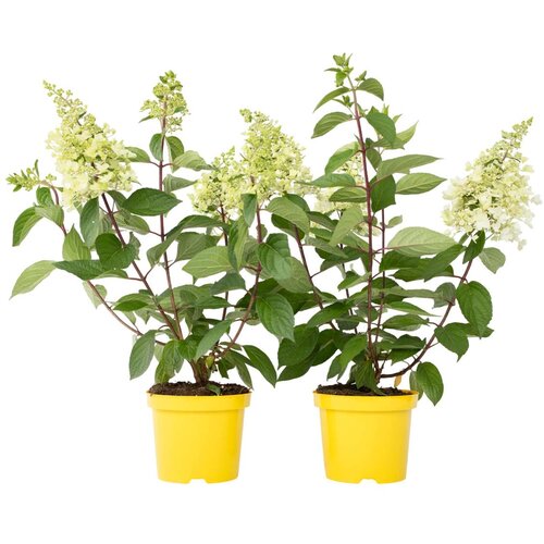 Plant in a Box hortenzija - 2 kos - hydrangea paniculata &amp;#039;candlelight&amp;#039; - vi&amp;scaron;ina 25-40cm - ⌀19cm, (21757507) Slike
