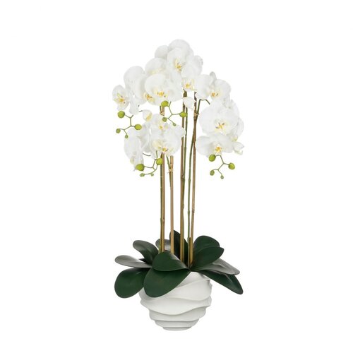  orhideja bela lončnica v x 82 x š x 34 cm, edel. Cene
