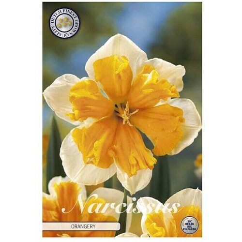  Cvjetne lukovice Narcisa Splitcrown Orangery (Narančasta, Botanički opis: Narcissus) Cijene