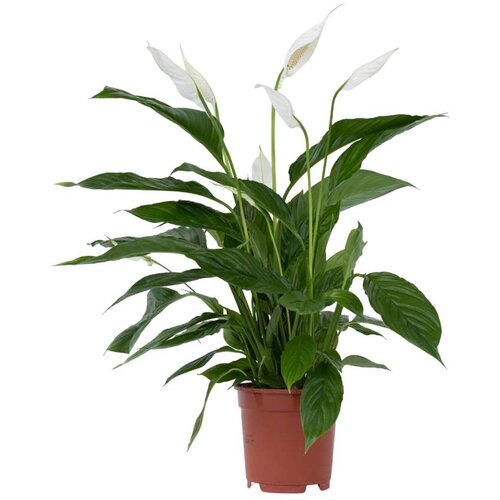 Plant in a Box spatifil - 4 kos - spathiphyllum 'lima' - višina 60-75cm - ⌀12cm, (21758012) Cene
