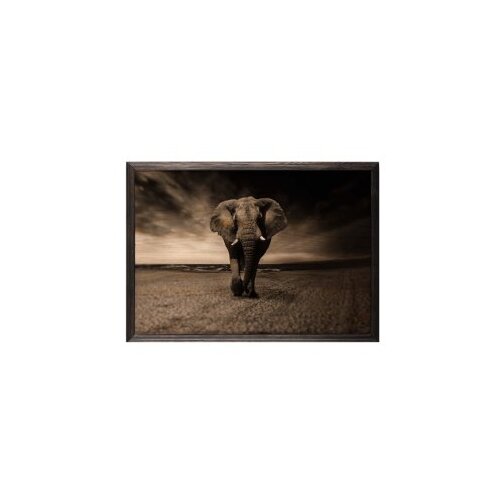 Wallity slika strong elephant, 35 x 50 cm Cene