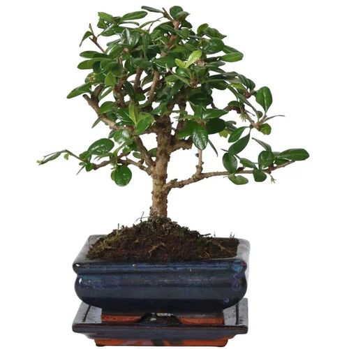 Plant in a Box bonsai - carmona microphylla - višina 25-30cm - ⌀15cm, (21758243)