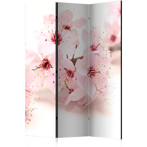  Paravan - Cherry Blossom Cene