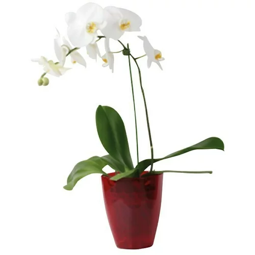  Tegla za orhideju (Plastika, Crvene boje)