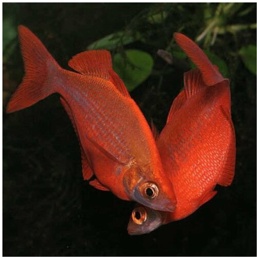 Akvarijum Centar Glossolepis incisus - Crvena duga Cene