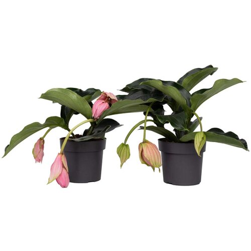 Plant in a Box veličastna medinila - 2 kos - medinilla magnifica - višina 40-50cm - ⌀17cm, (21758164) Cene