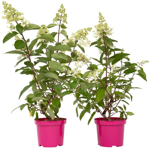 Plant in a Box hortenzija - 2 kos - hydrangea paniculata &amp;#039;pinky winky&amp;#039; - vi&amp;scaron;ina 25-40cm - ⌀19cm, (21757519) Slike