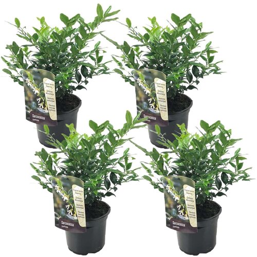 Plant in a Box sarkokoka - 4 kos - sarcococca 'confusa' - višina 30-40cm - ⌀17cm, (21757364) Cene