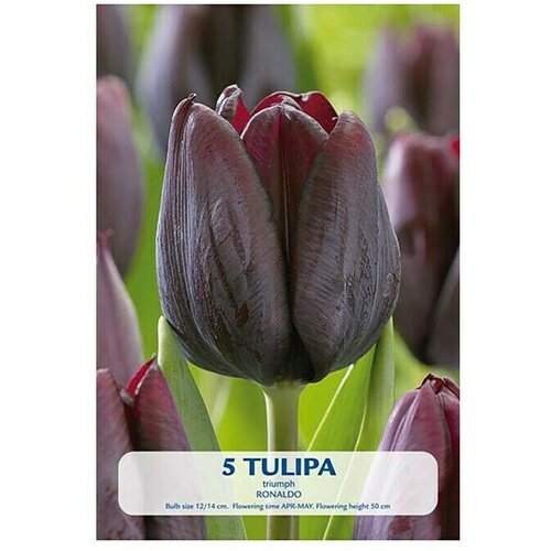  Cvjetne lukovice Tulipan Ronaldo (Tamno crvena, Botanički opis: Tulipa) Cijene