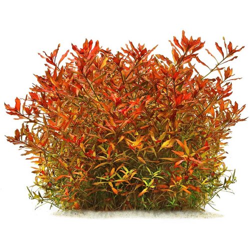 Rainforest Ludwigia x arcuata Cene