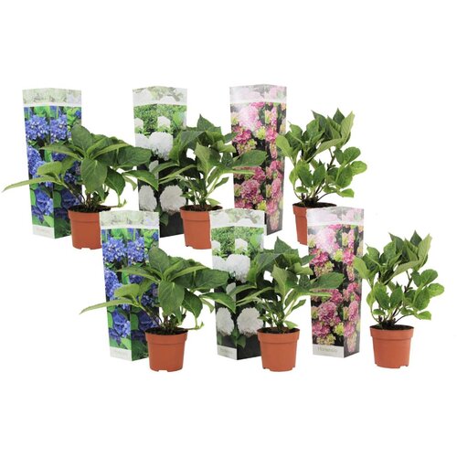 Plant in a Box hortenzija - 6 kos - hydrangea macrophylla - višina 25-40cm - ⌀9cm, (21757322) Cene