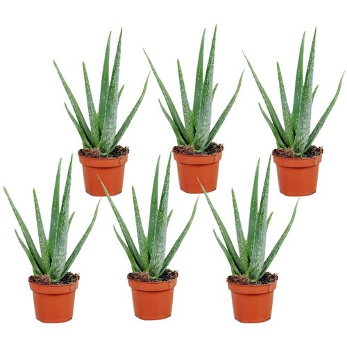Plant in a Box aloe vera - 6 kos - aloe barbadensis - višina 25-40cm - ⌀10,5cm, (21758244) Cene