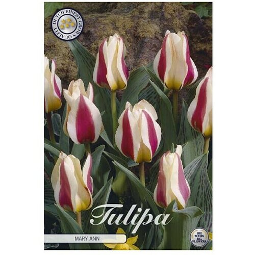  Cvjetne lukovice Tulipan Greigii Mary (Bijela, Botanički opis: Tulipa) Cijene
