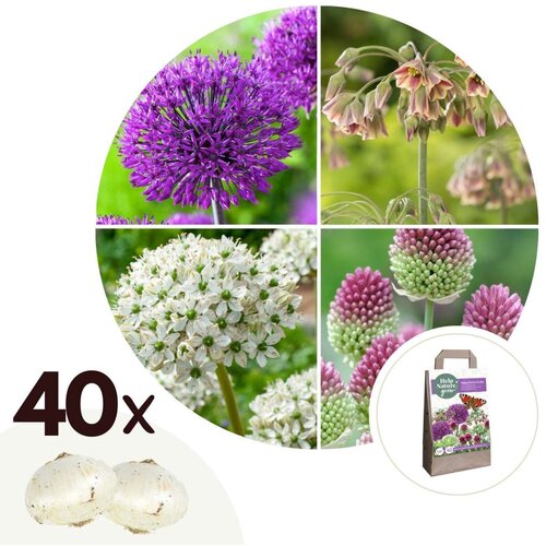 Plant in a Box Srečen metulj - 40 kos - Allium, Nectaroscordum - Cvetne čebulice, (21755628) Cene