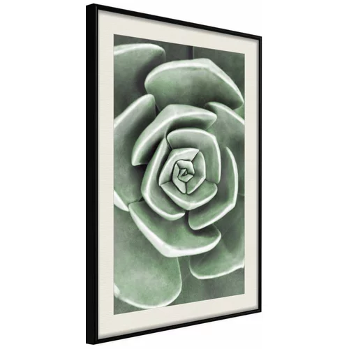  Poster - Robust Plant 20x30
