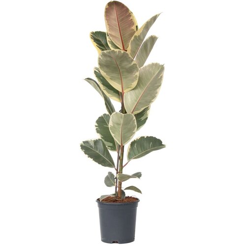 Plant in a Box Gumovec - Ficus Elastica 'Tineke' - Višina 75-100cm - ⌀24cm, (21758067) Cene