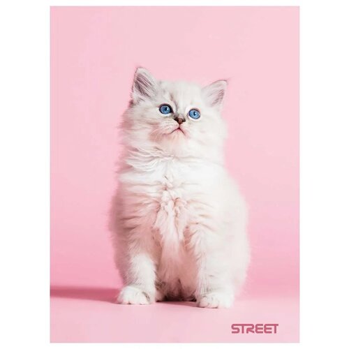 STREET Zvezek Friends A4 brezčrtni Slike